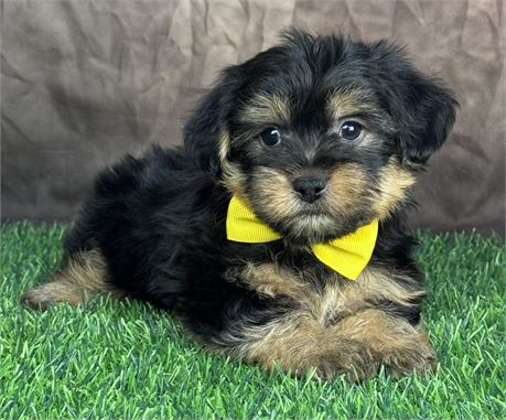 Gorgeous black and tan male Shorkie