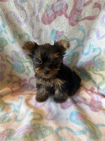 Male yorky