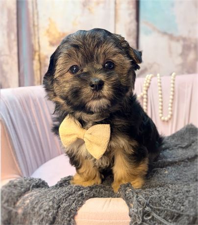 Boy Morkie Echo