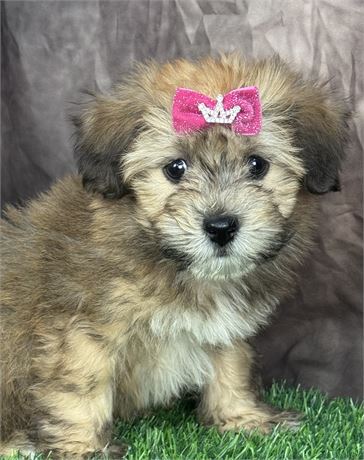 Adorable Male Hava-Wheat  (Havanese-SCWT)
