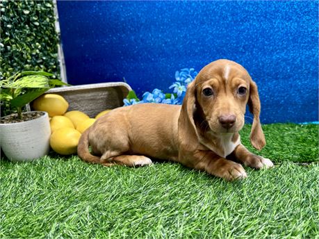 Female Dachshund