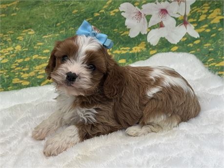 Large Toy Small Mini Male Cavapoo