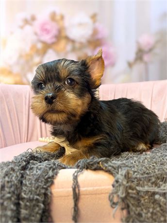 Boy Yorkie Sarge