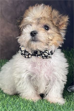 Adorable little male Yochon, great haircoat