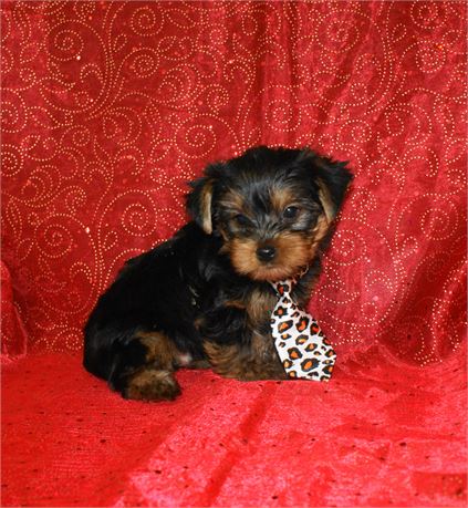 Adorable Male Yorkie *UABR*