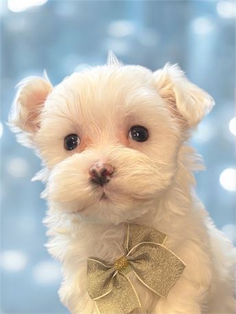 Boy Maltese Wesley