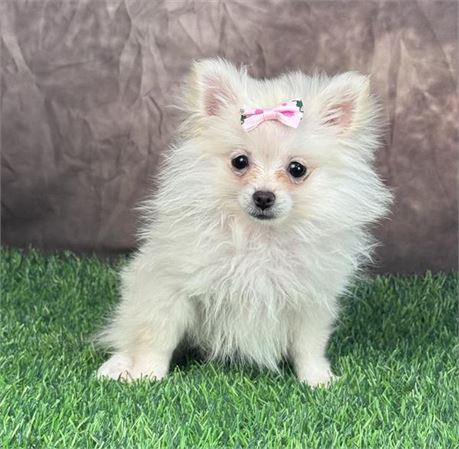 Tiny Female Cream Pomeranian
