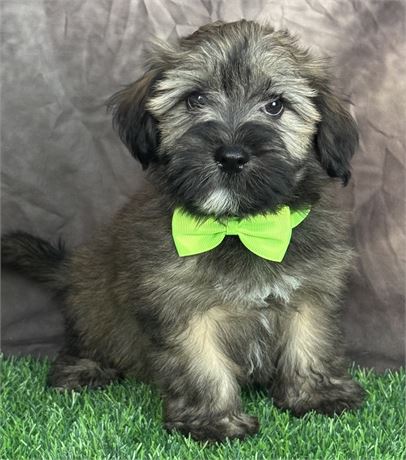 Adorable Male Hava-Wheat  (Havanese-SCWT)