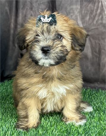 Adorable Male Hava-Wheat  (Havanese-SCWT)