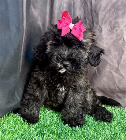 Beautiful Dark Mahogany Female Whoodle