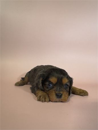 Cavaliers DOB 3/22/26