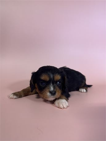 Cavaliers DOB 3/22/26