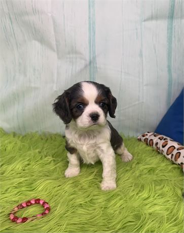 Super Nice Little Cavalier (M)