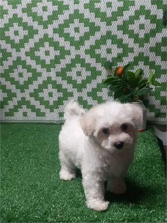 ! Zoey ! Maltipoo girl