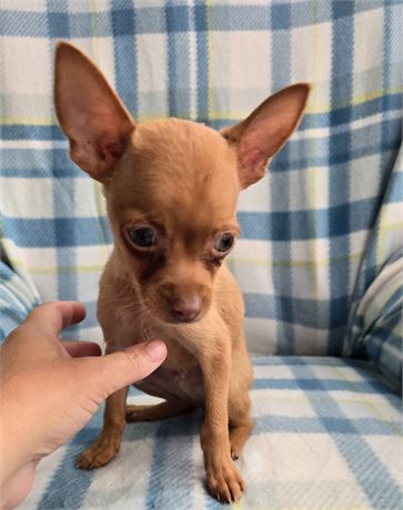 Cpr male Chihuahua