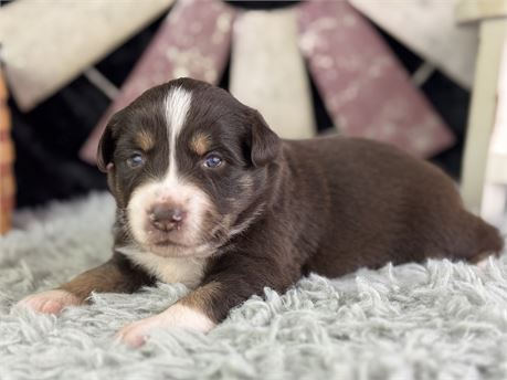 Red Tri Standard Aussie - Truxi