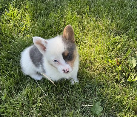 Unique Corgi Male