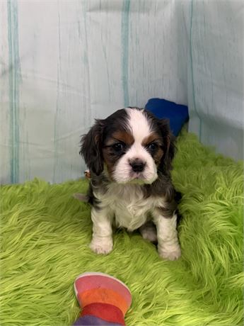 Super Nice Little Cavalier (M)
