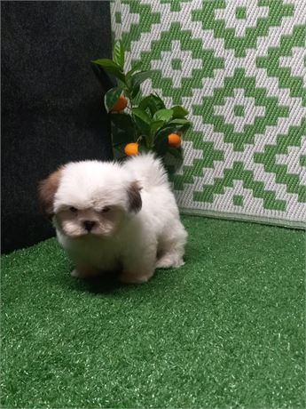 ! Baylor ! Shih Tzu boy