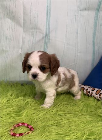 Super Nice Little Cavalier (F)