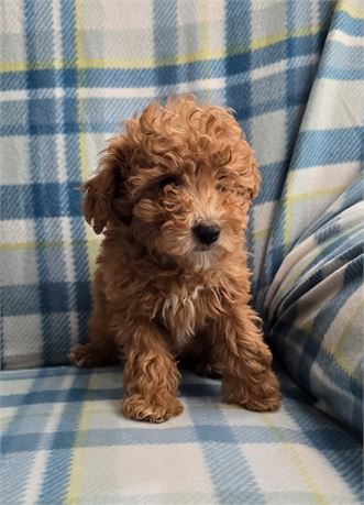 CPR female Toy/ Miniature Poodle