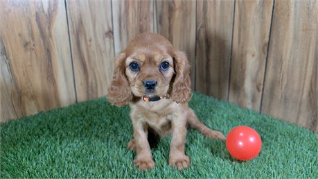 AKC Ruby Female Cavalier