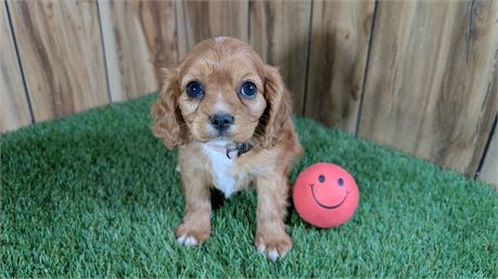 AKC Ruby Female Cavalier
