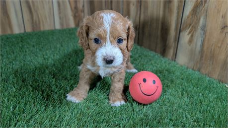 F1B Female Cavapoo