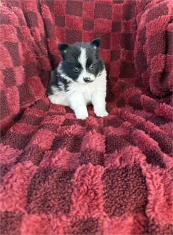 Pomeranian - male