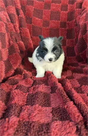 Pomeranian - male