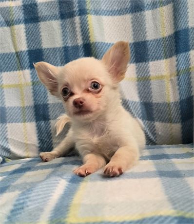 Cpr male long hair Chihuahua