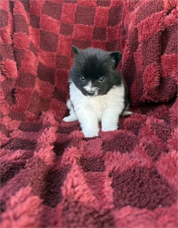 Pomeranian - male