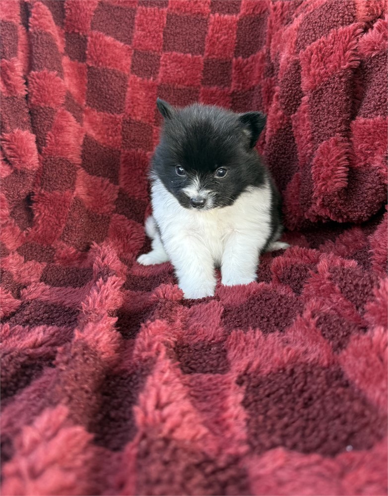 Pomeranian - male