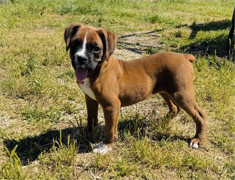 Male Boxer