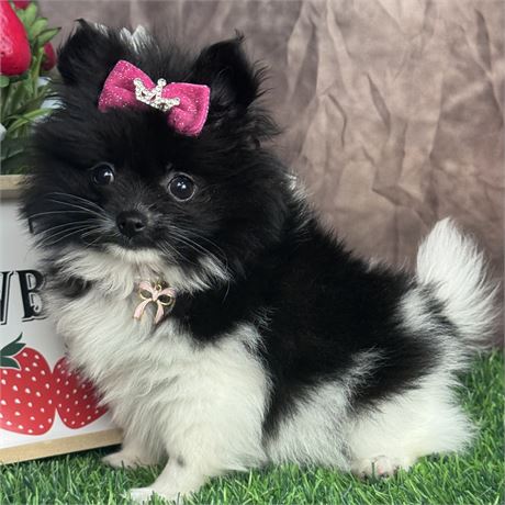 Adorable, tiny, female Pomeranian-black parti