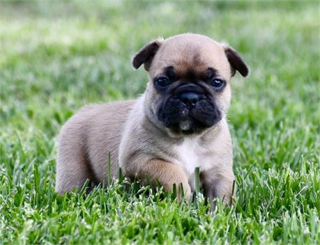 Elara ~ Cute AKC Red Fawn Blk Mask Female French Bulldog!!