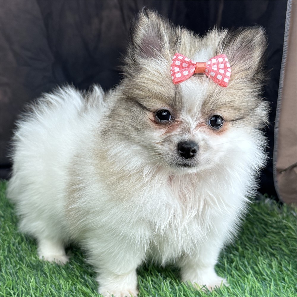 Adorable, tiny, female Pomeranian-sable parti
