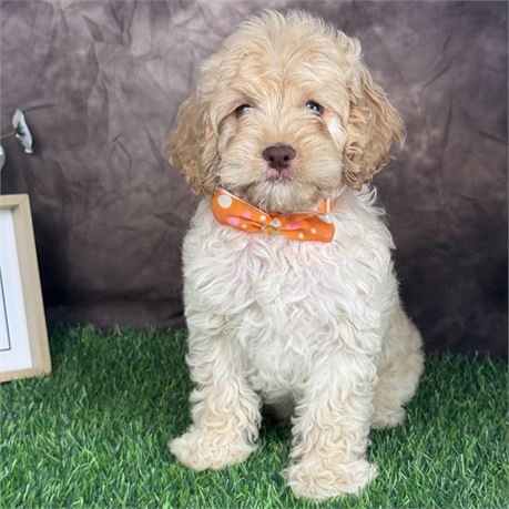 Male Cockapoo