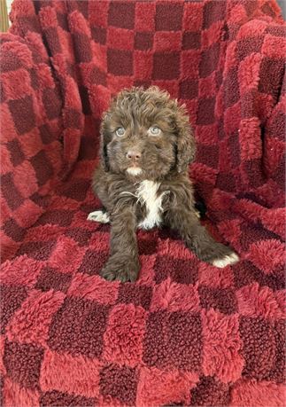 Cavapoo - female