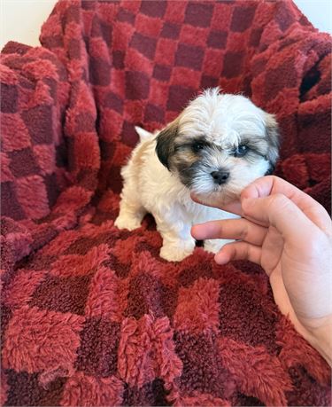 Shichon male