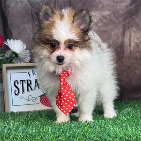 Adorable, tiny, male Pomeranian-sable parti