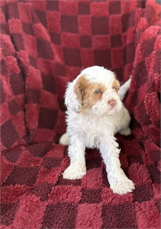 Cavapoo - female