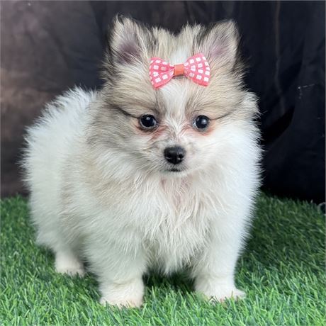 Adorable, tiny, female Pomeranian-sable parti