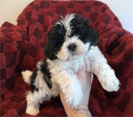Shichon male