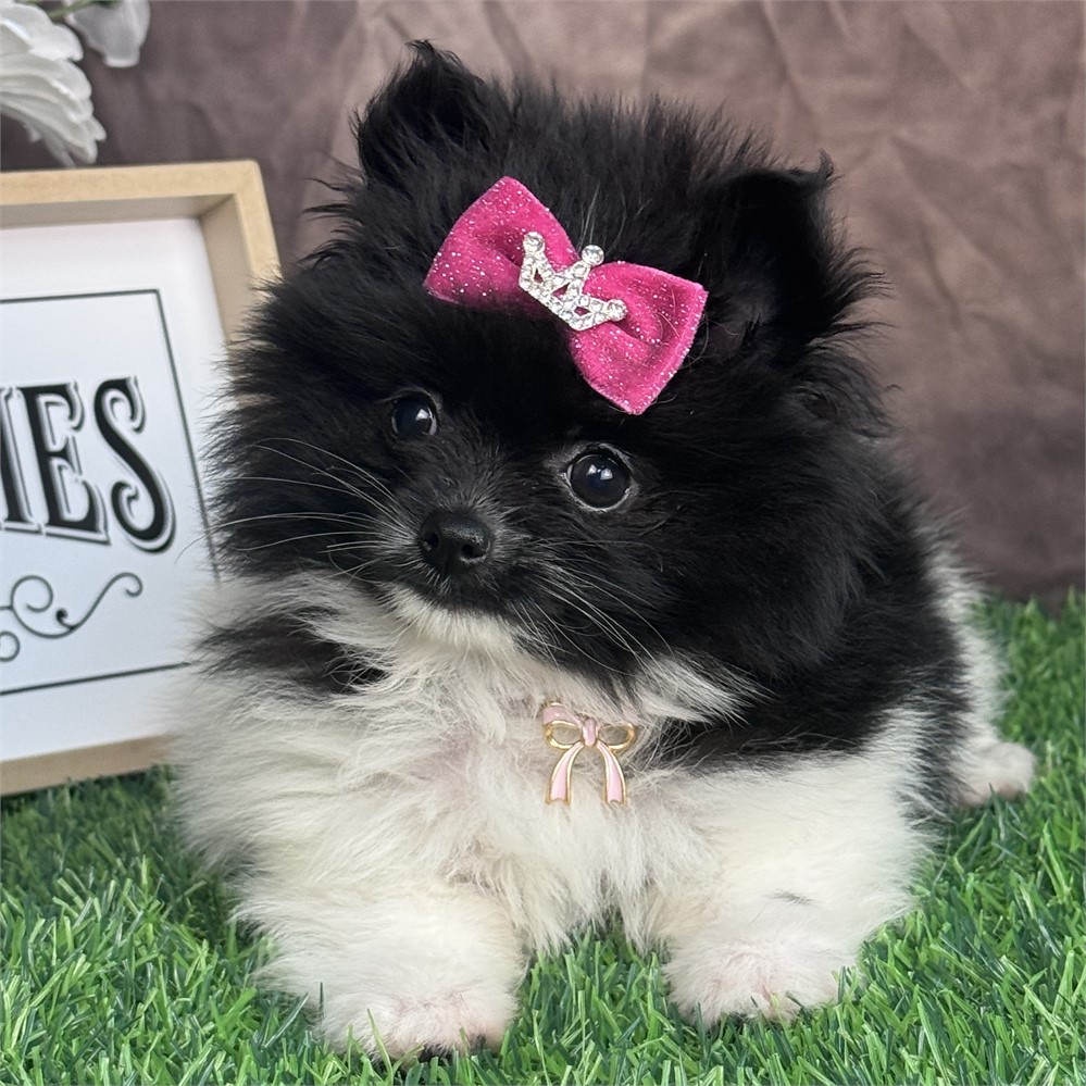 Adorable, tiny, female Pomeranian-black parti