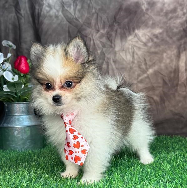 Adorable, tiny, male Pomeranian-sable parti