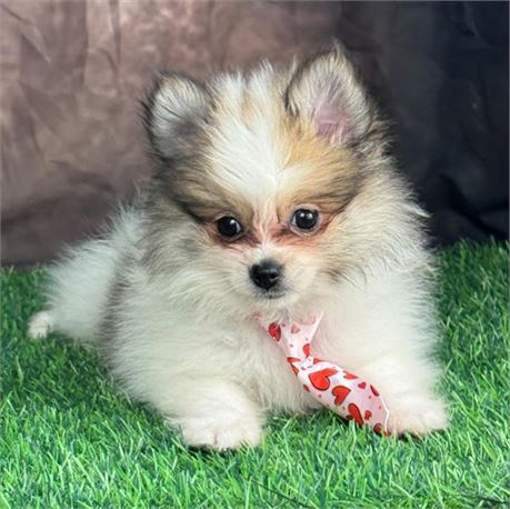 Adorable, tiny, male Pomeranian-sable parti