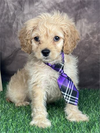 Male Cavapoo-apricot