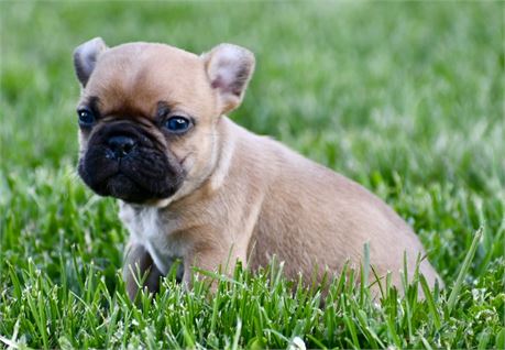Clara ~ Adorable AKC Red Fawn Blk Mask Female French Bulldog!!