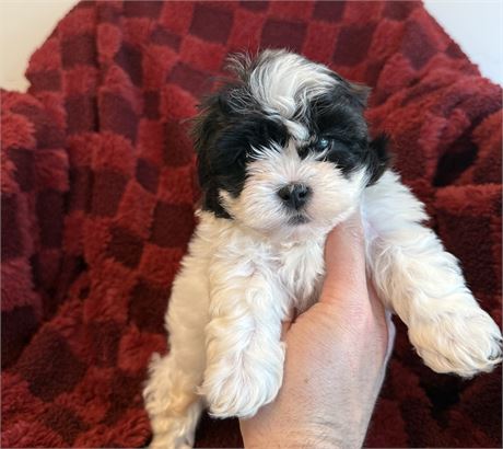 Shichon male